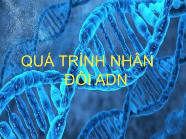 Bài giảng môn học Sinh học Lớp 12 - Bài 1: Quá trình nhân đôi ADN