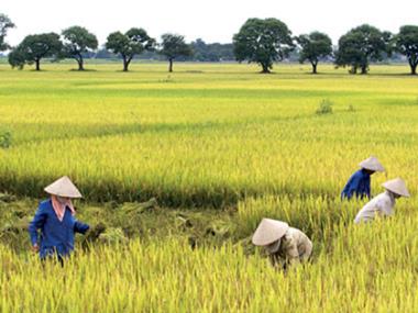 Bài giảng môn học Tiếng việt Lớp 5 - Tập đọc: Quang cảnh làng mạc ngày mùa