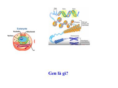 Bài giảng môn Sinh học Lớp 12 - Bài 1: Gen, mã di truyền và quá trình nhân đôi ADN