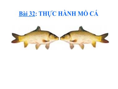 Bài giảng Sinh học Lớp 7 - Bài 32: Thực hành mổ cá