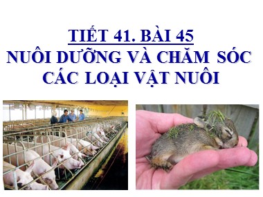 Bài giảng Công nghệ Lớp 7 - Bài 45: Nuôi dưỡng và chăm sóc các loại vật nuôi