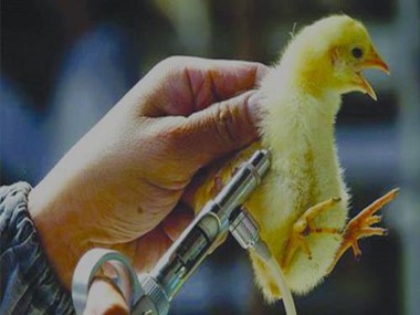 Bài giảng Công nghệ Lớp 7 - Tiết 52: Vắc xin phòng bệnh cho vật nuôi