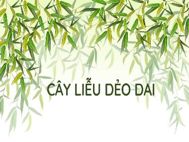 Bài giảng Tiếng Việt 1 KNTT - Chủ đề 6, Bài 5: Cây liễu dẻo dai (GV: Cao Thị Hảo)