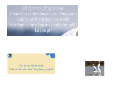 Bài giảng Tiếng Việt 1 KNTT - Chủ đề 7, Bài 5: Những cánh cò (GV: Cao Thị Hảo)